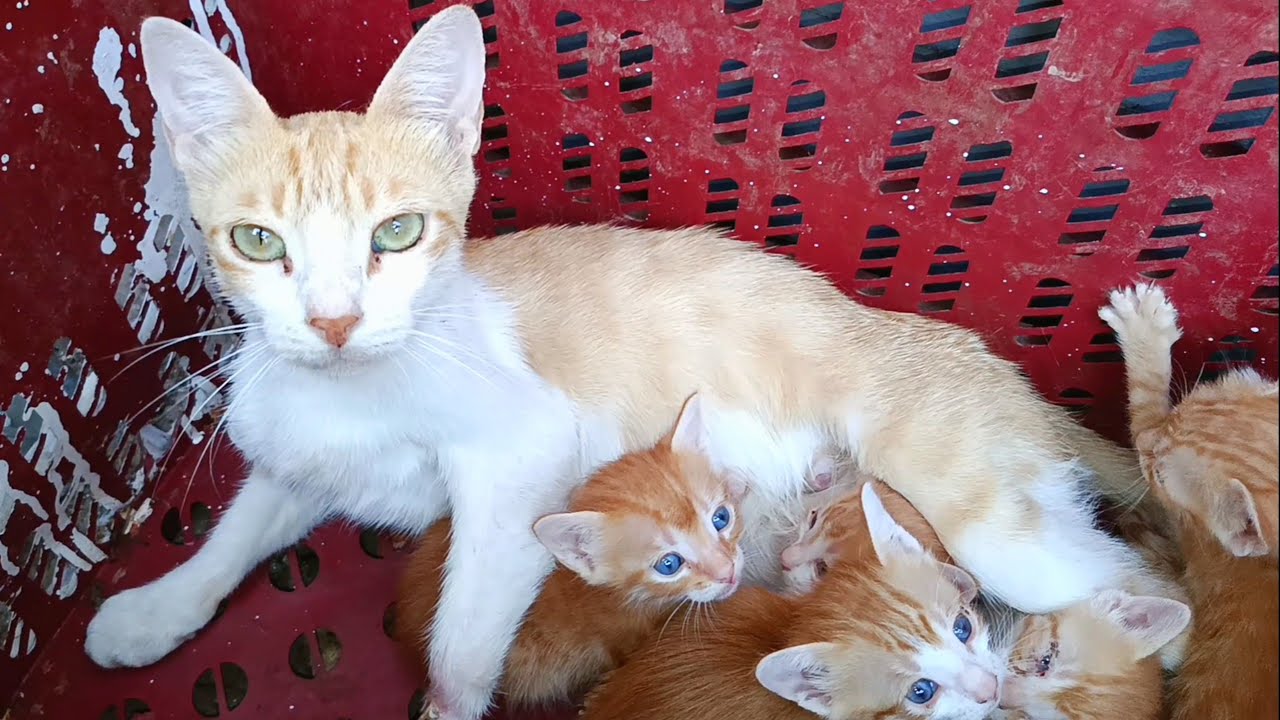 Mother cat rests beside her kittens in box she prepared for them