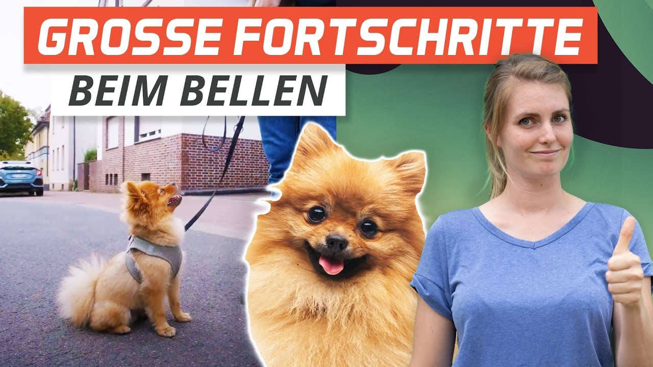 Hundetraining: Entspannter Kontakt zu fremden Hunden