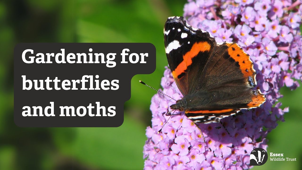 Gardening for butterflies, moths and their caterpillars - Essex Wildlife Trust
