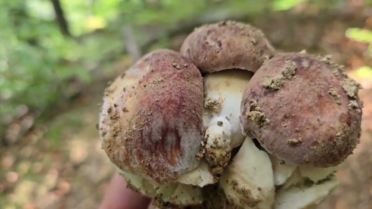 FUNGHI PORCINI 2024 | Record personale! 16 funghi in un mazzo! DIO!