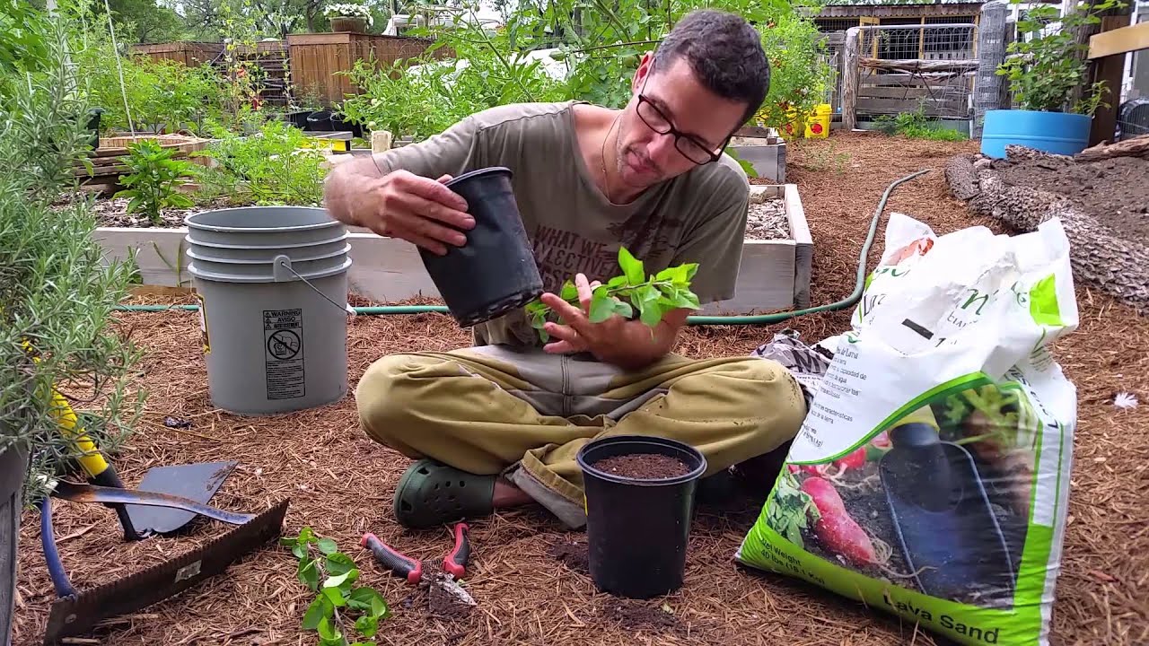 Starting Fruit Trees with Cuttings: My Garden Experiment