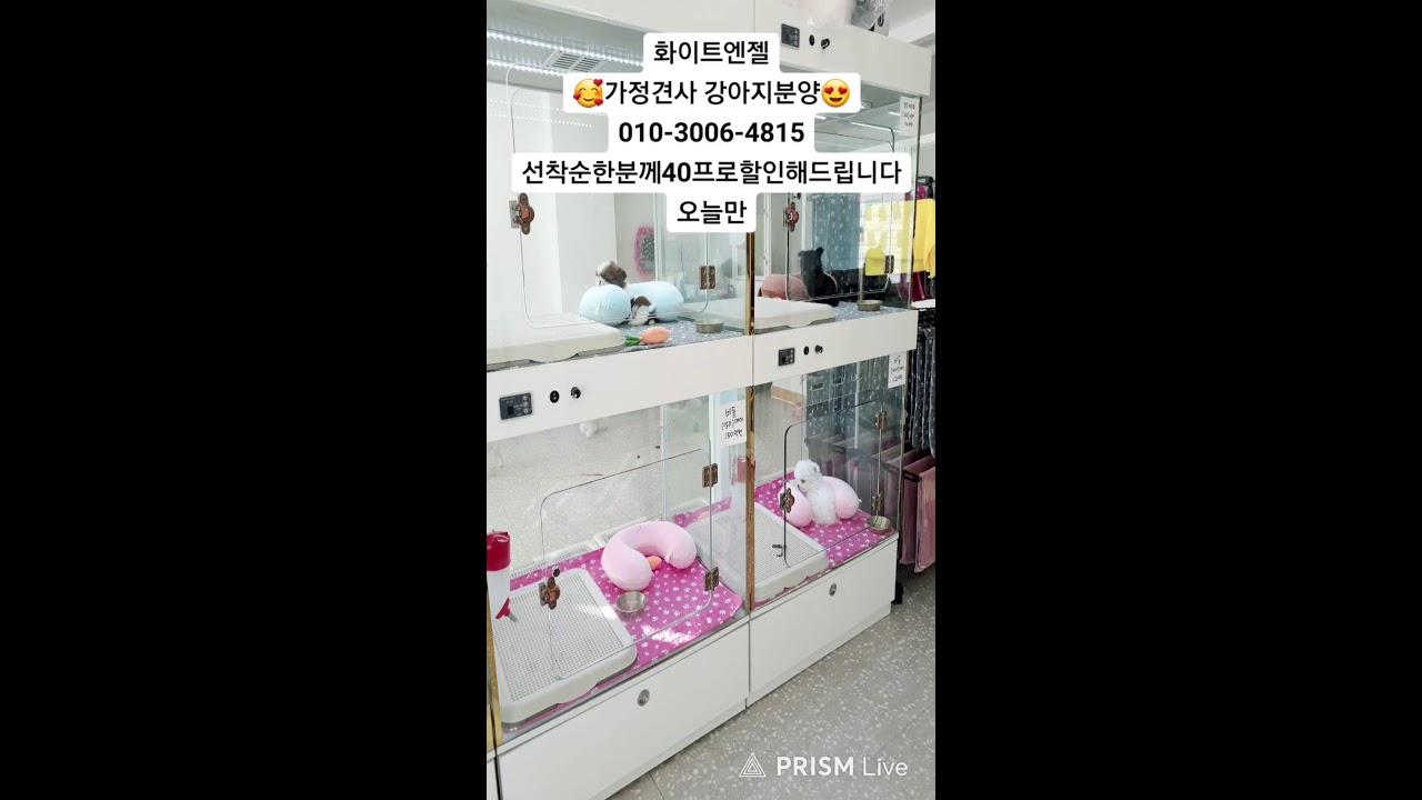 천방지축 개들의일상 라이브 방송