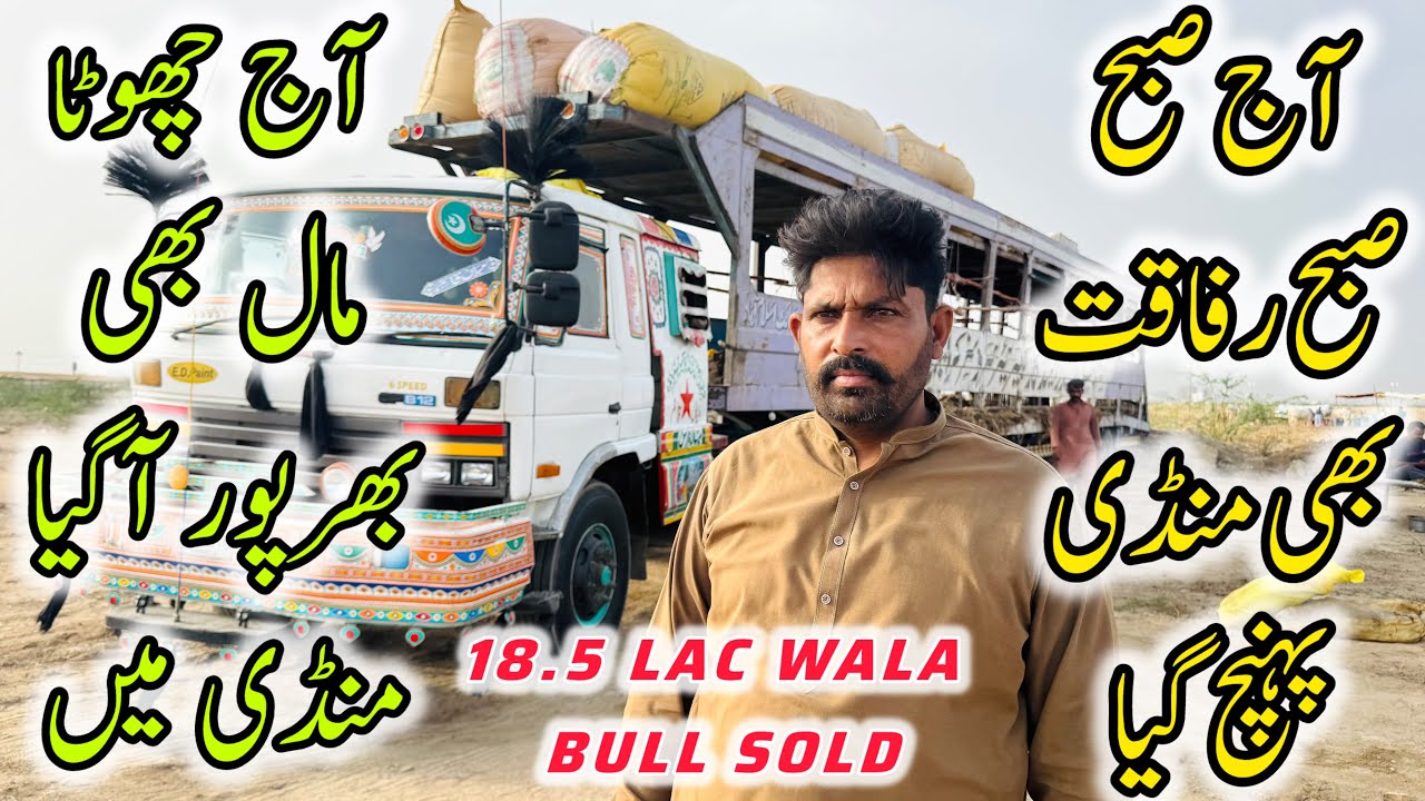 Northern Bypass Mandi Bull Sold Out | 2 May 2025 | Bakra Eid Season 2025