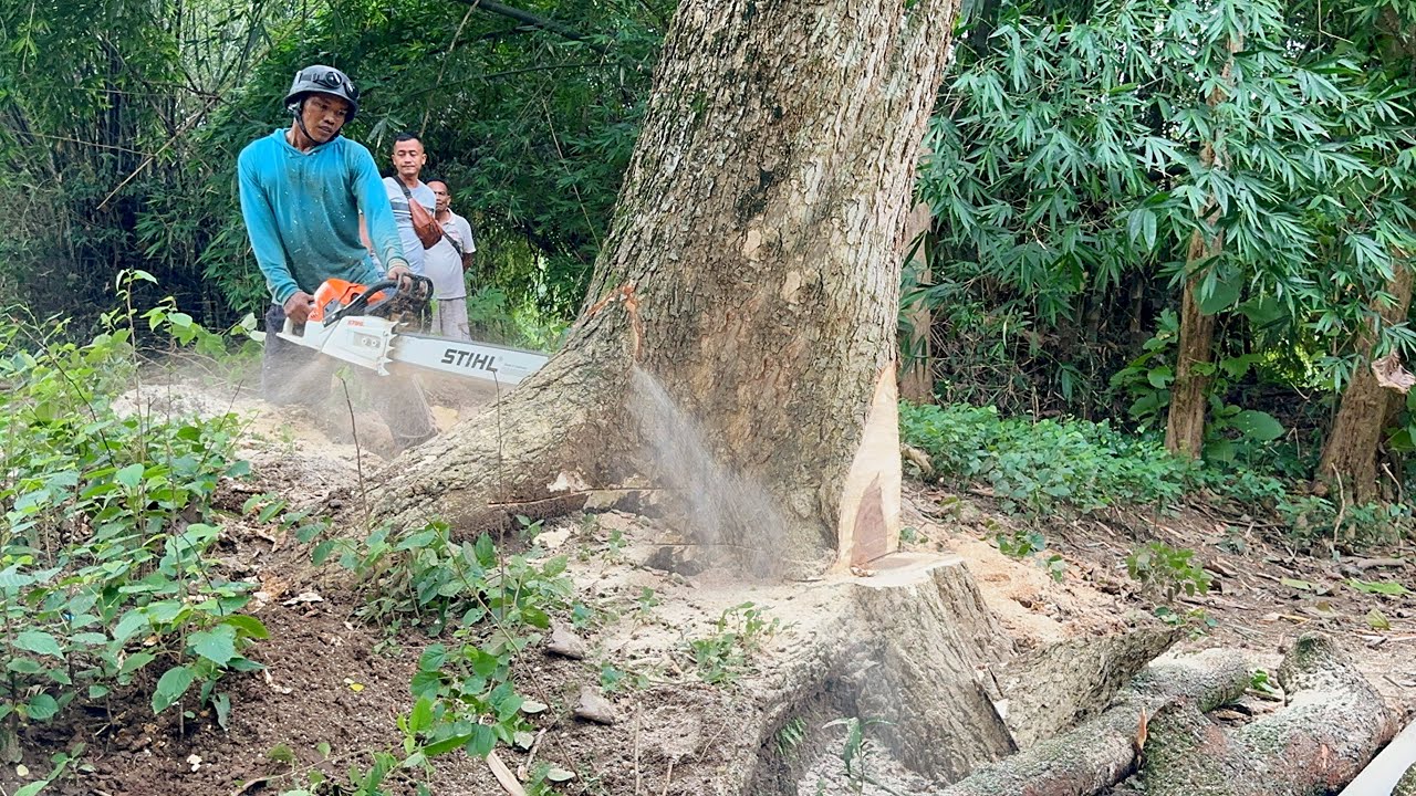 From Light to Dark... Action-packed 3 tree felling‼️
