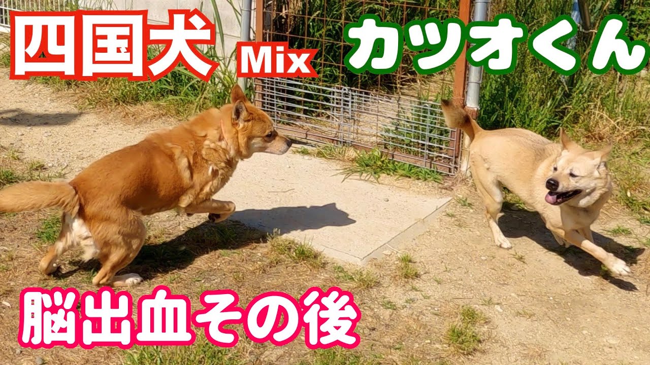 【脳出血】病み上がりのカツオを優しくリードするリハビリ犬ワサビ