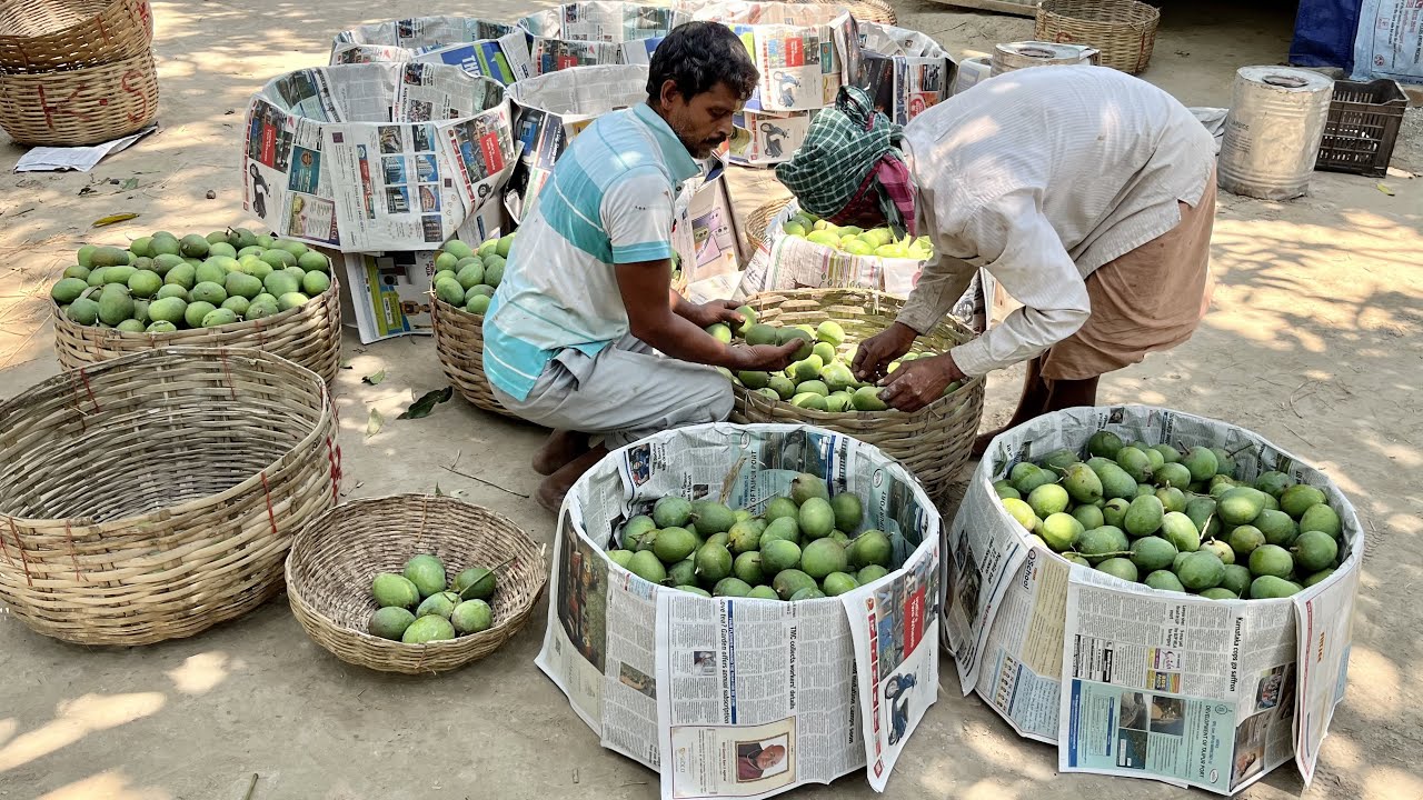 MANGO Ripening Process with Calcium Carbide | MANGOES Ripen After Picking | MANGO  Ripening Chamber
