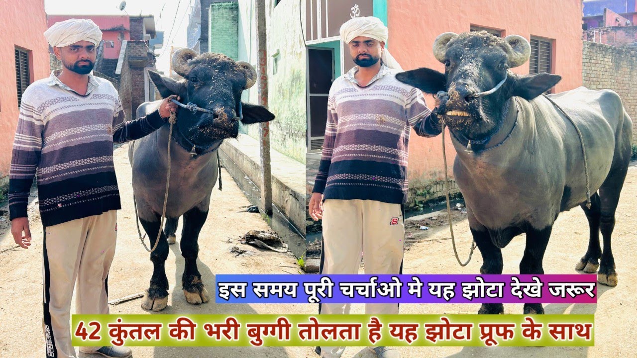42 कुंतल की भरी बुग्गी तोलता है इतनी ज्यादा पक्की गर्दन का झोटा अंदर से लाता है निकाल कर जरूर देखे