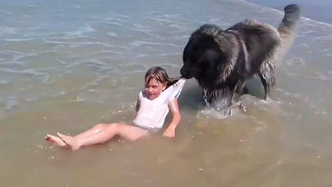 When Your Dog is Your Brave Guardian   Cute Moments Dog and Human