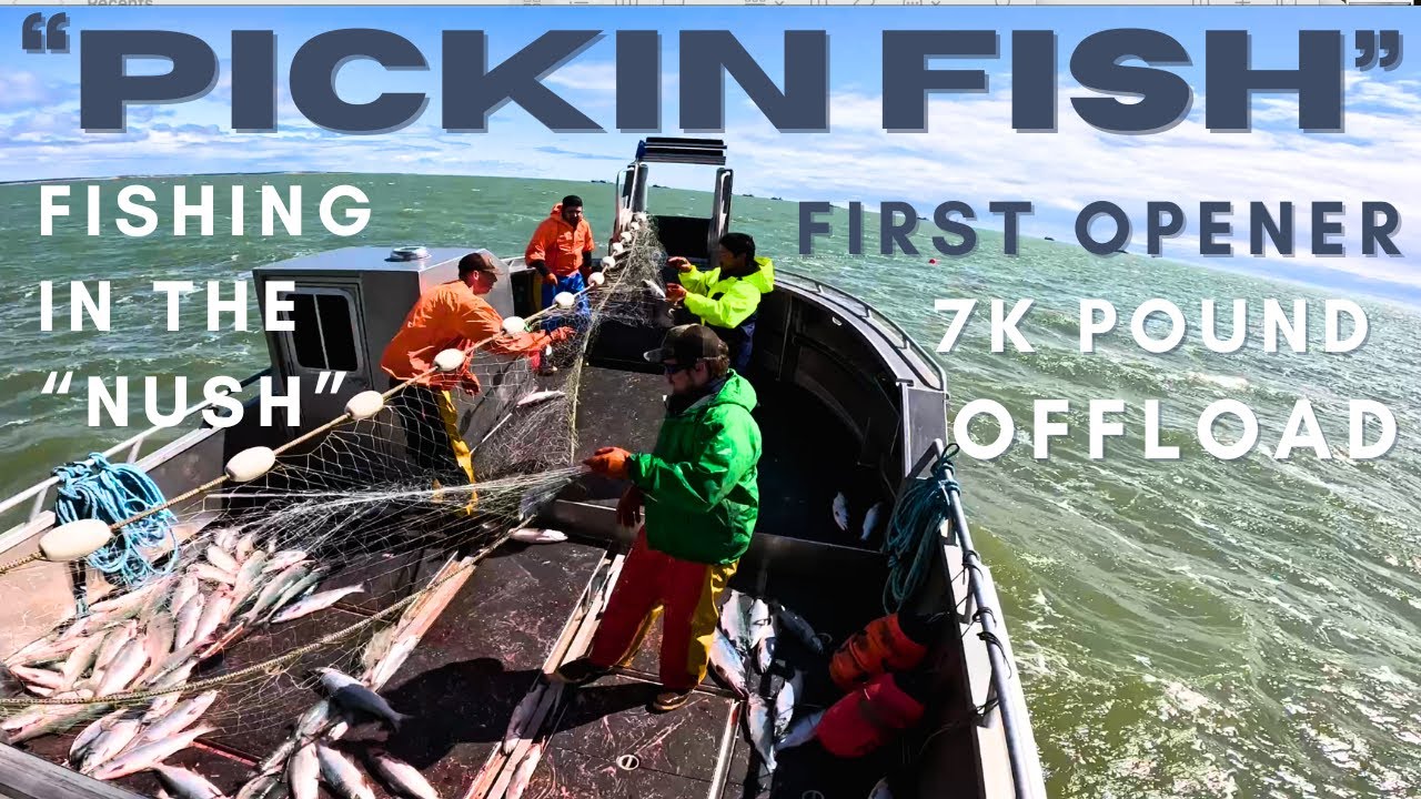 Bristol Bay Sockeye Salmon Gillnetter, 