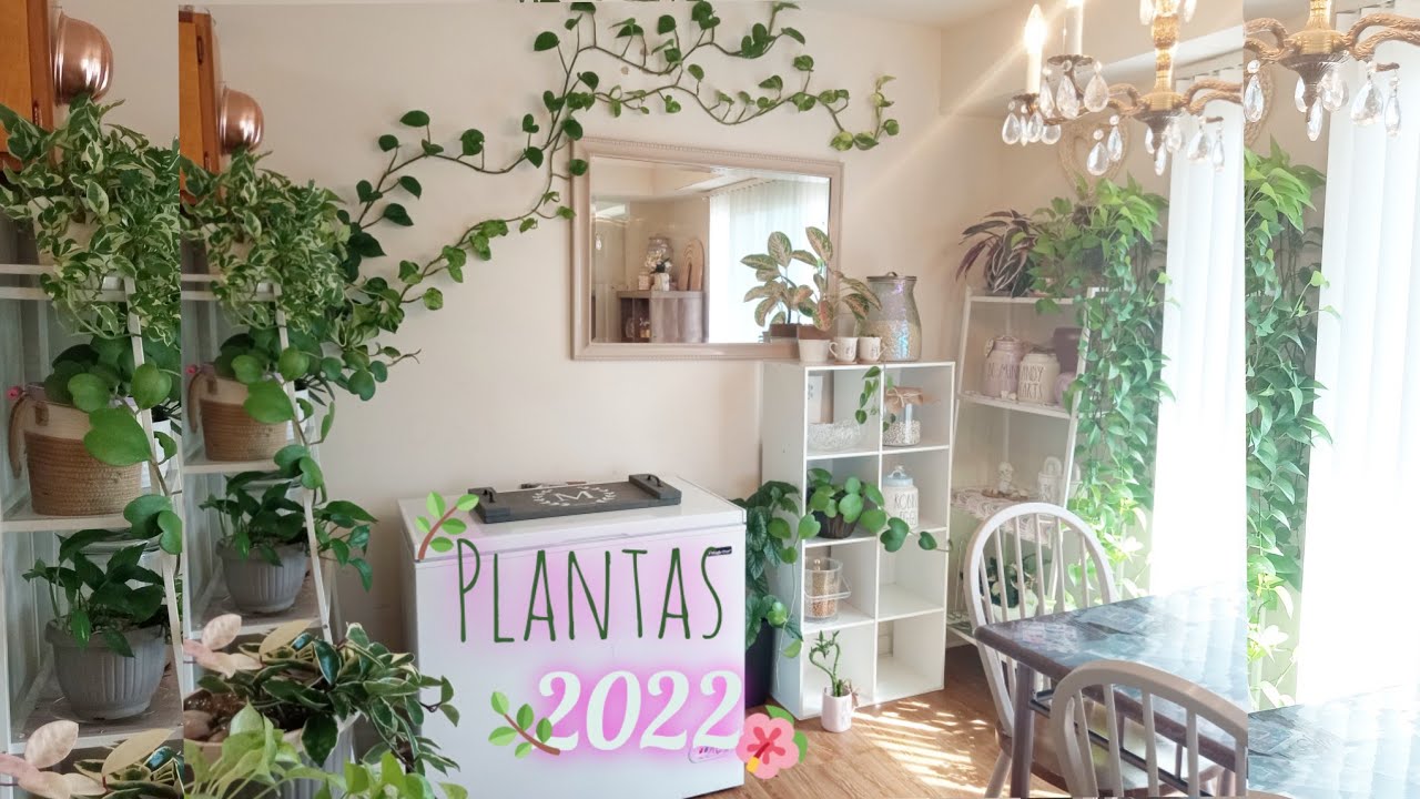 Tour de las Plantas en mi Cocina 2022