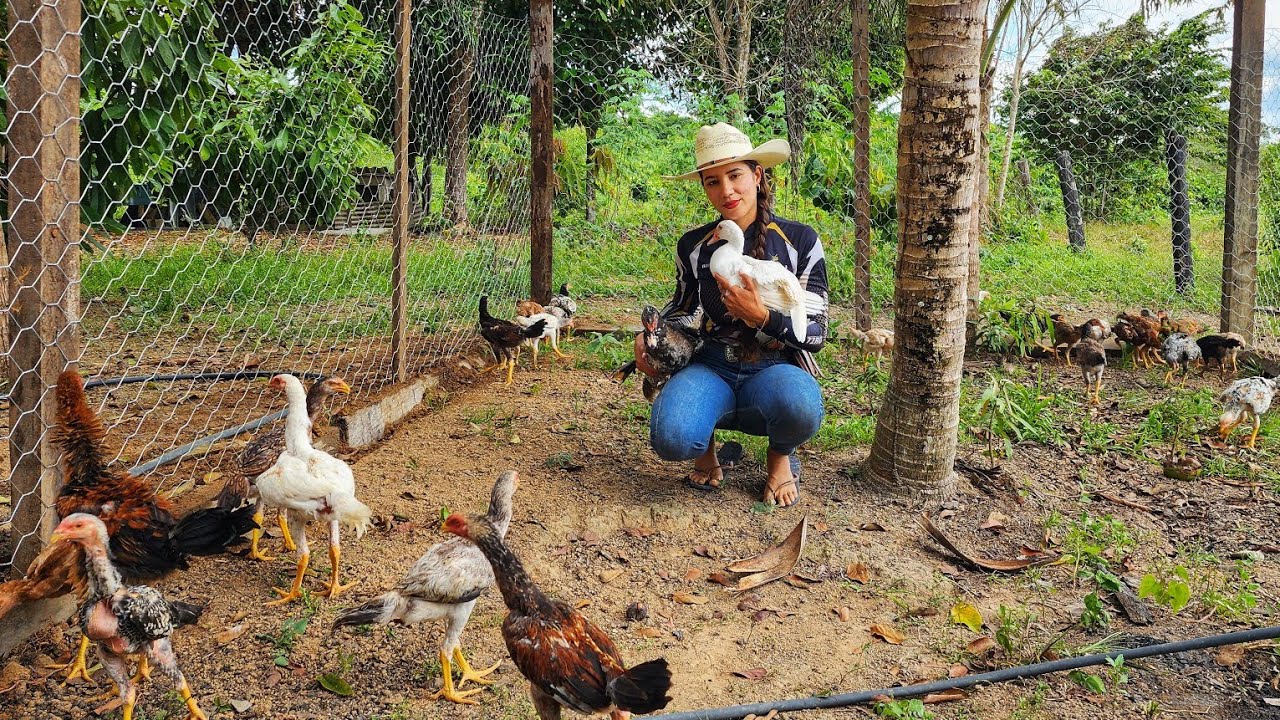 GANHAMOS UM CASAL DE PATOS PARA COMEÇAR A CRIAÇÃO! Fomos buscar eles.