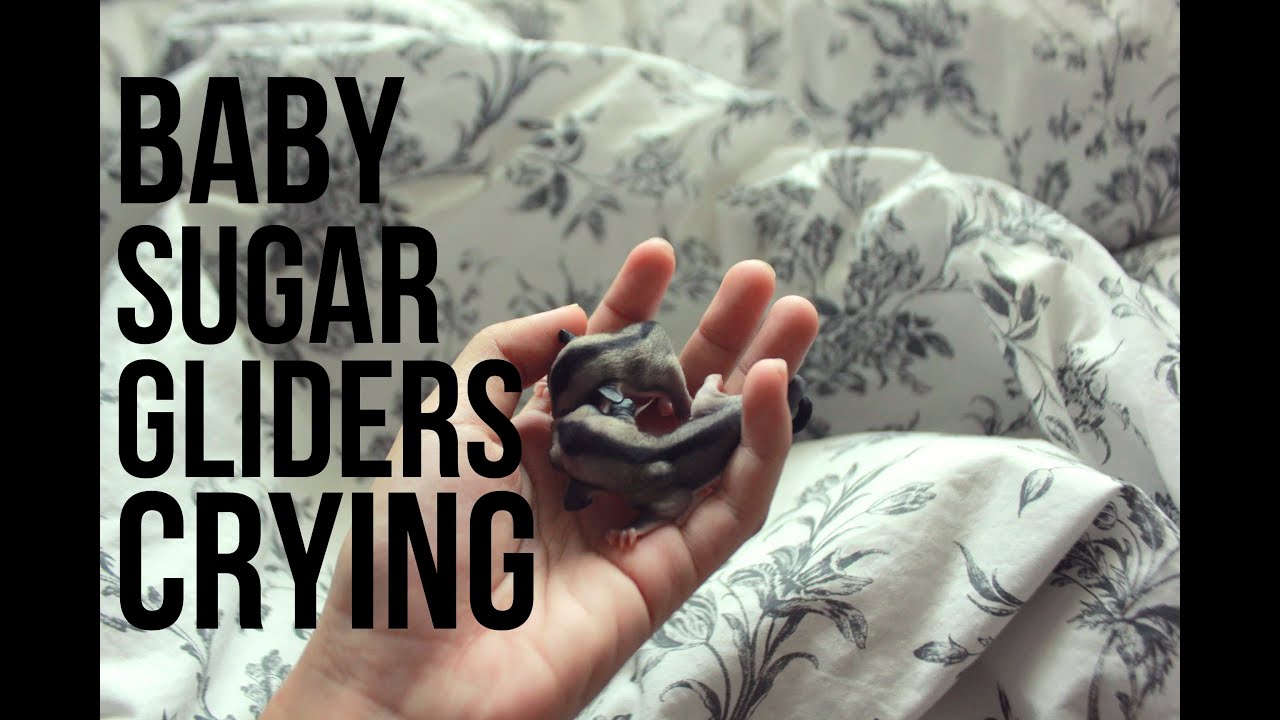 Adorable Baby Sugar Gliders Crying For Mom