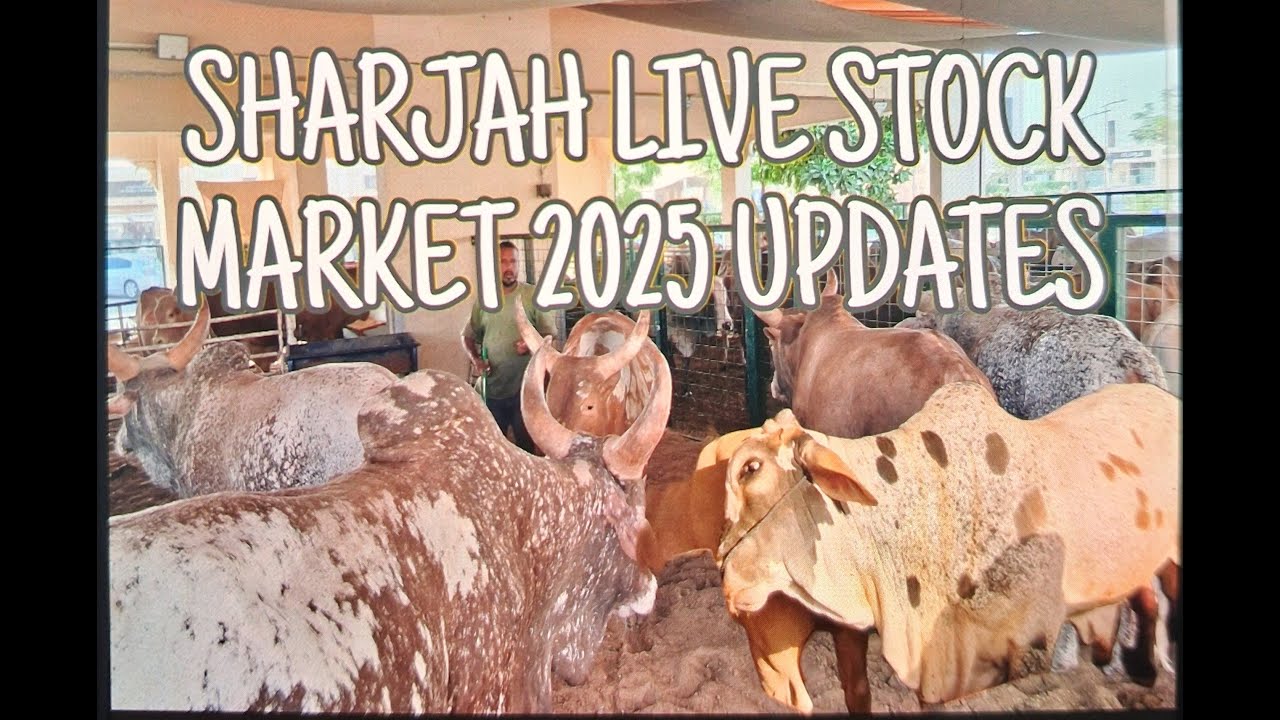 SHARJAH LIVE STOCK MARKET 2025