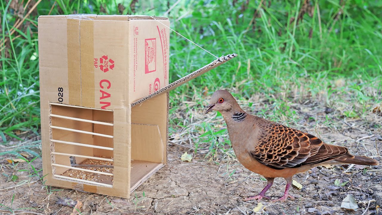 DIY simple bird trap make from paper box, but it works 100% %