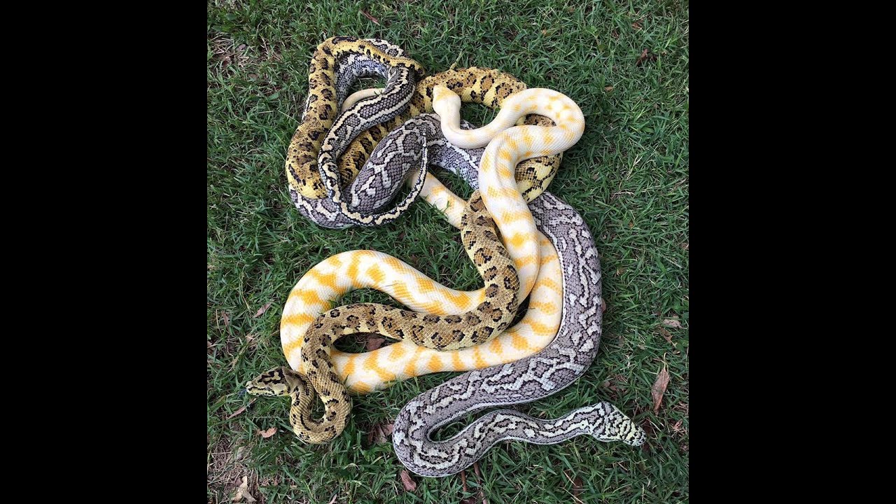 2016 Carpet Python and Olive Python update : K Brothers Pythons : ep. 35