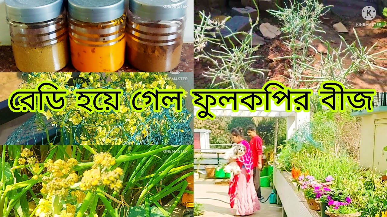 Fulcopir bij ready hoye galo. Khub sahoje apnio korte parben.#roofgarden