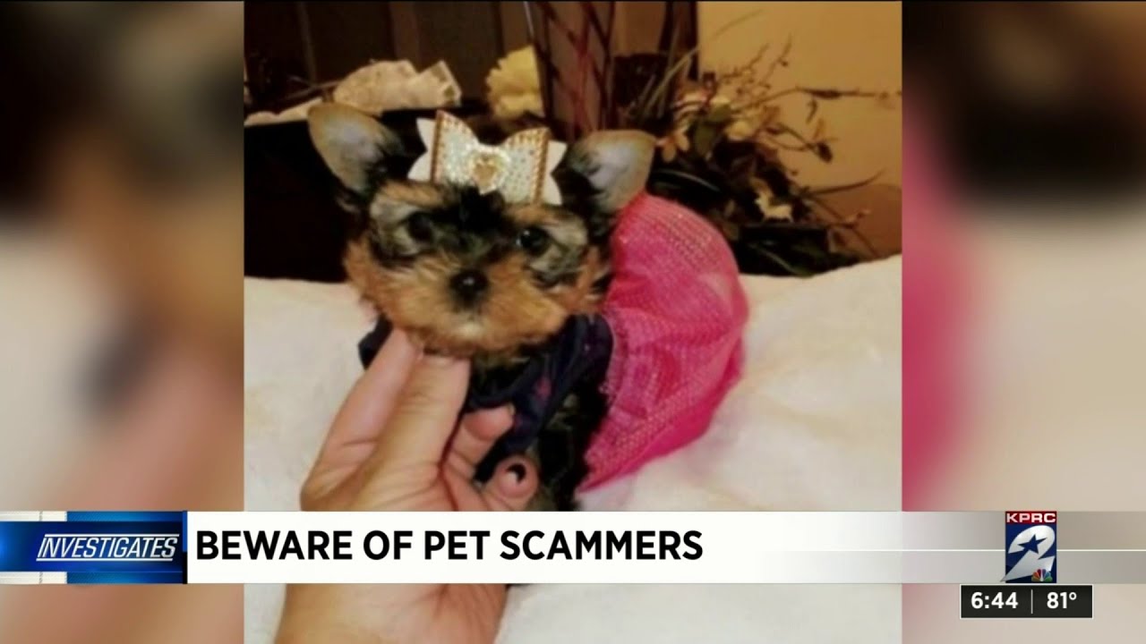 KPRC 2 Investigates: Pet scams going next level