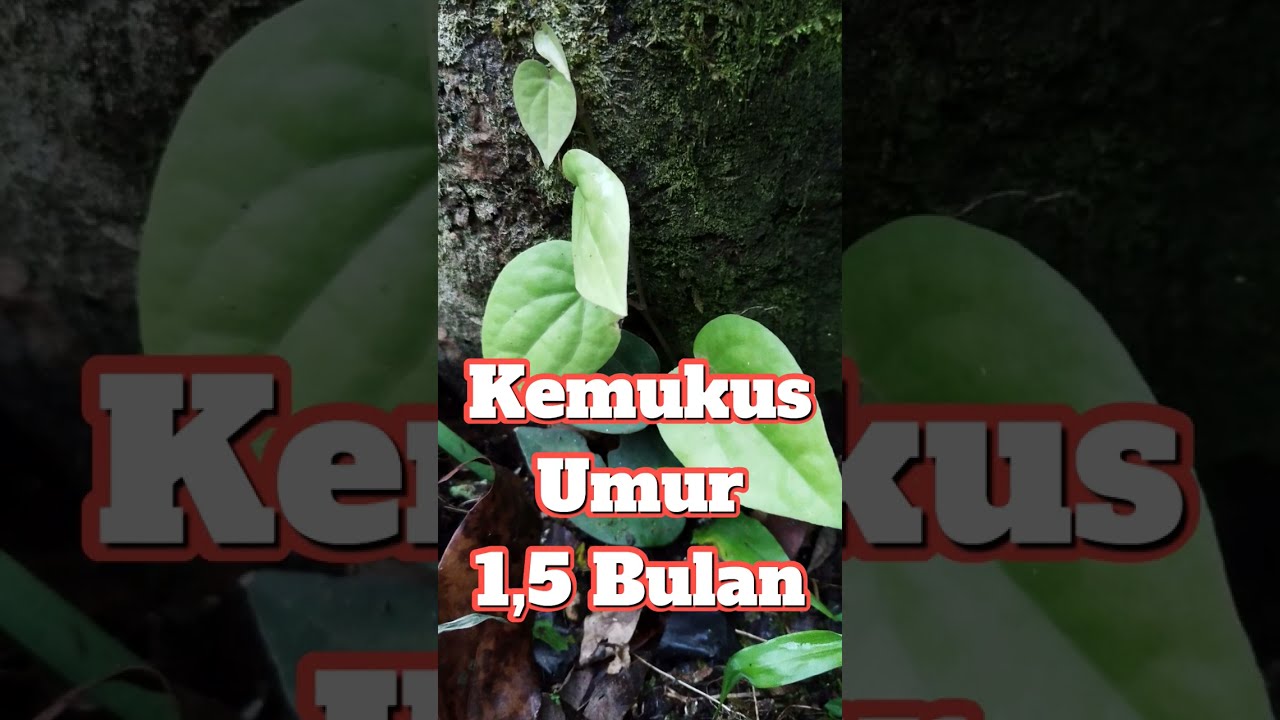 Kemukus Umur 1,5 Bulan Yang Pakde Tanam