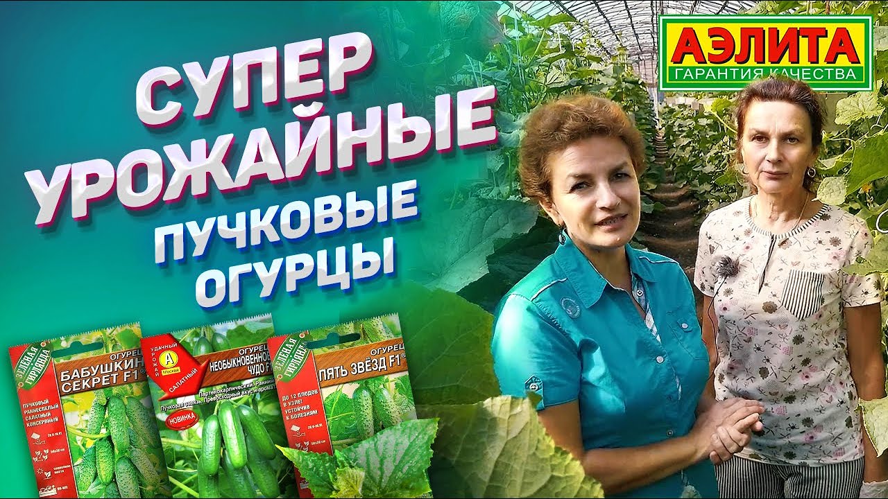 Самые Урожайные Огурцы от Натальи Петренко