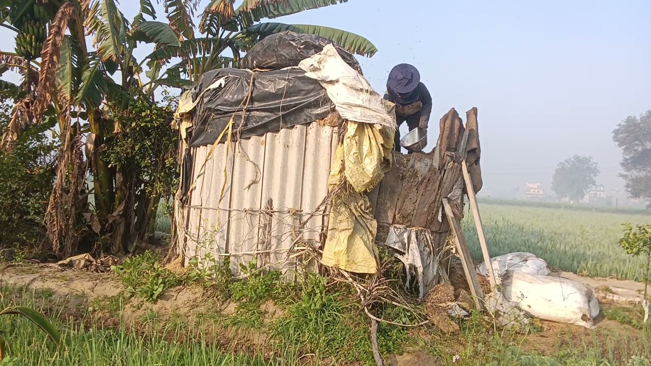 Honey extract from Bee 🐝 Hive 