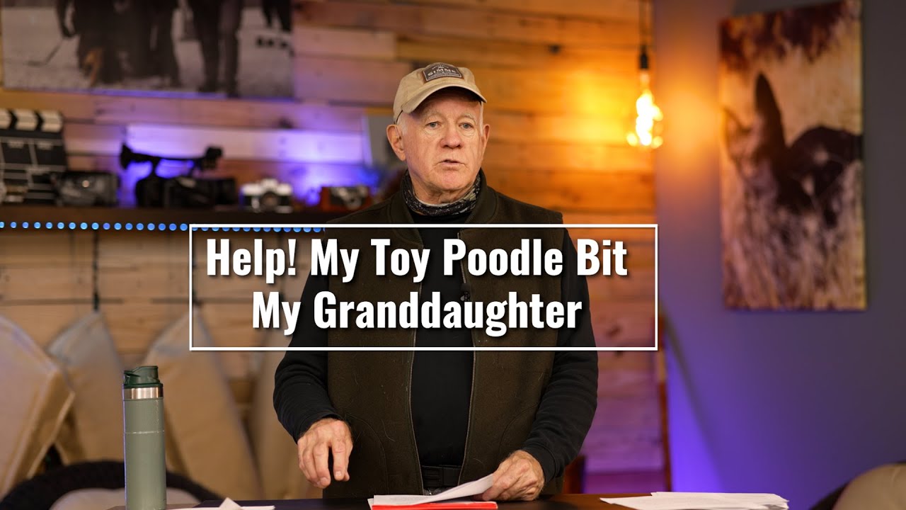 Помогите! Мой той-пудель укусил мою внучку.