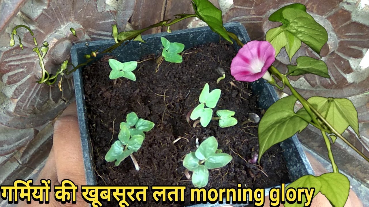 How to grow Morning glory from seeds