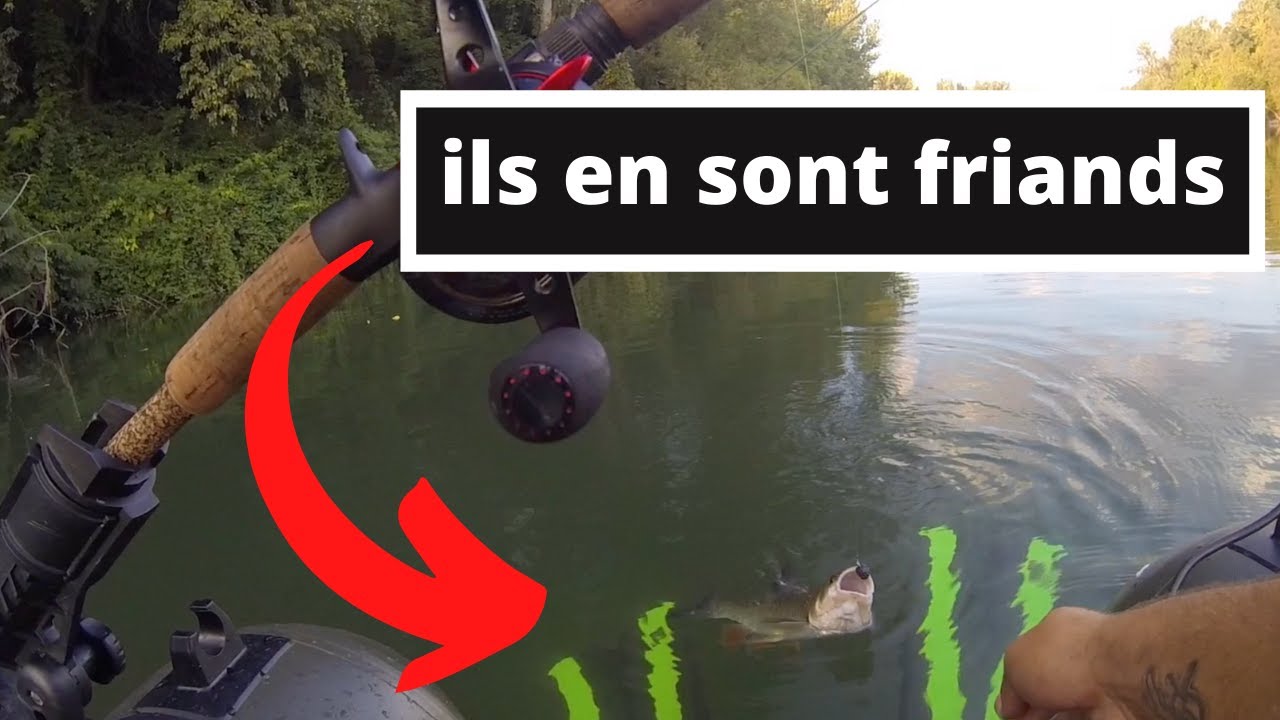 PÊCHE DU CHEVESNE À LA MÛRE ARTIFICIELLE
