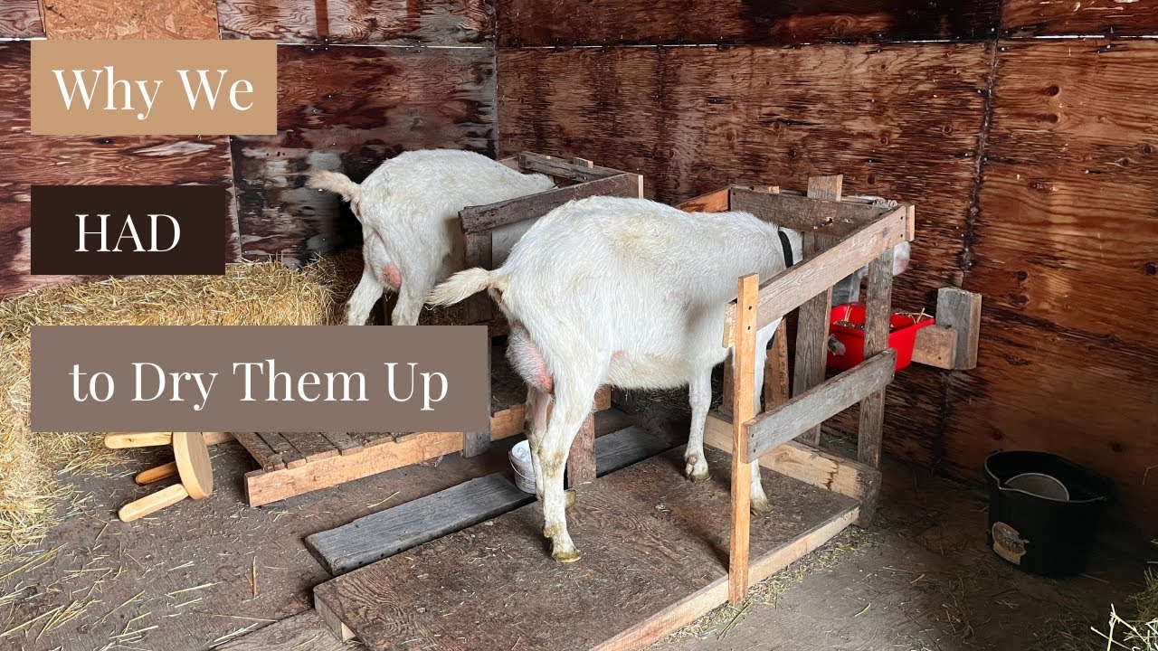 Why we HAD to Dry up our Milk Goats...
