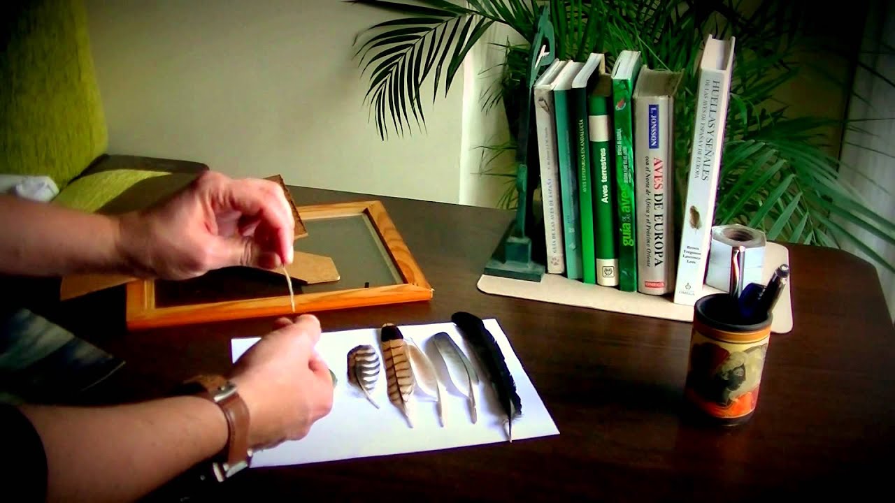 Colección de Plumas