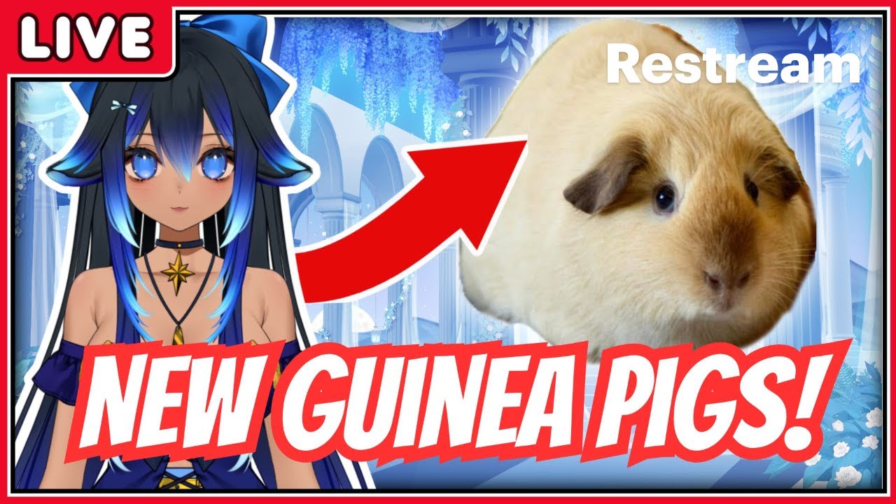 New piggies, sadness, etc. Let's talk about last week #Nafila #VTuber #GuineaPigs