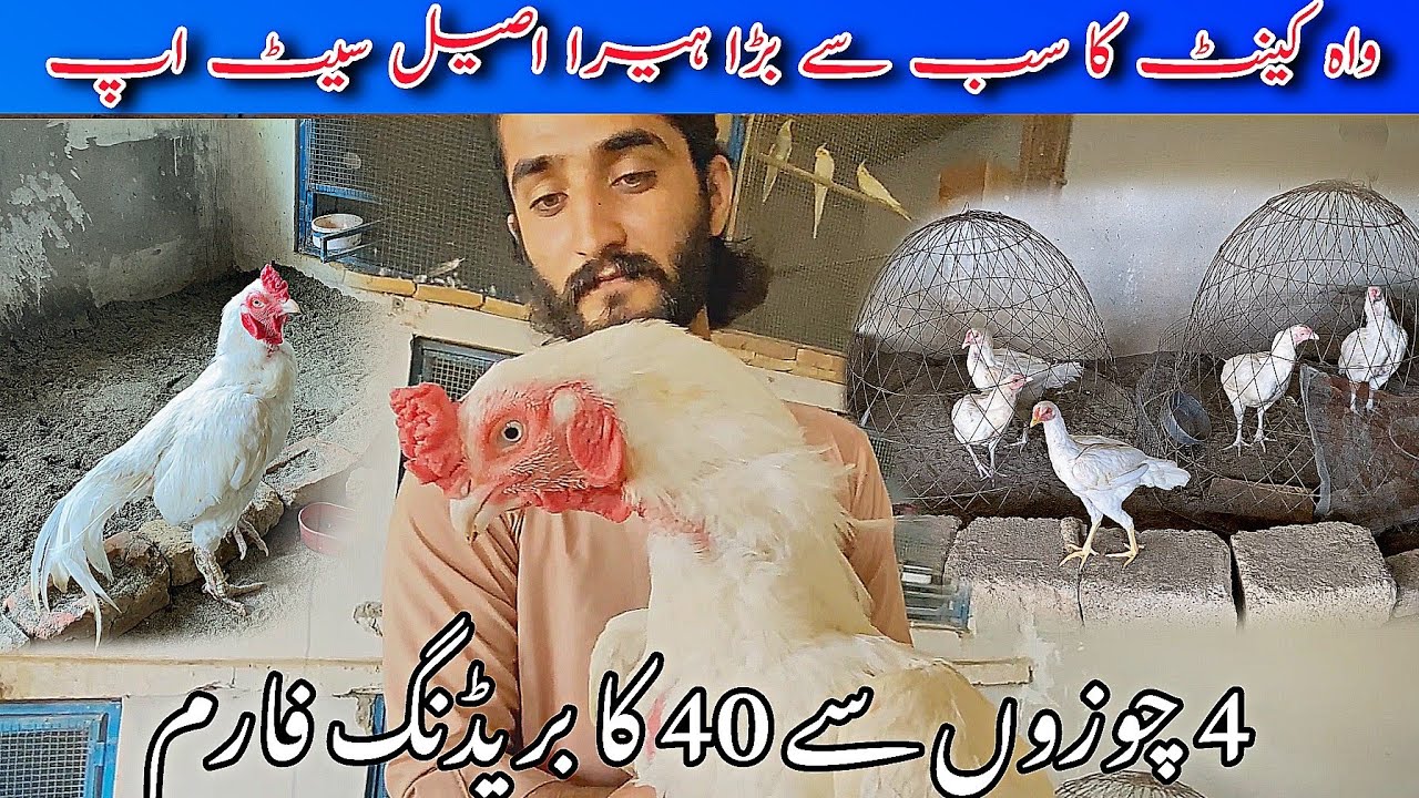 WahCantt Biggest Heera Aseel Breeding Setup | Heera Aseel Bussiness | PETSHET