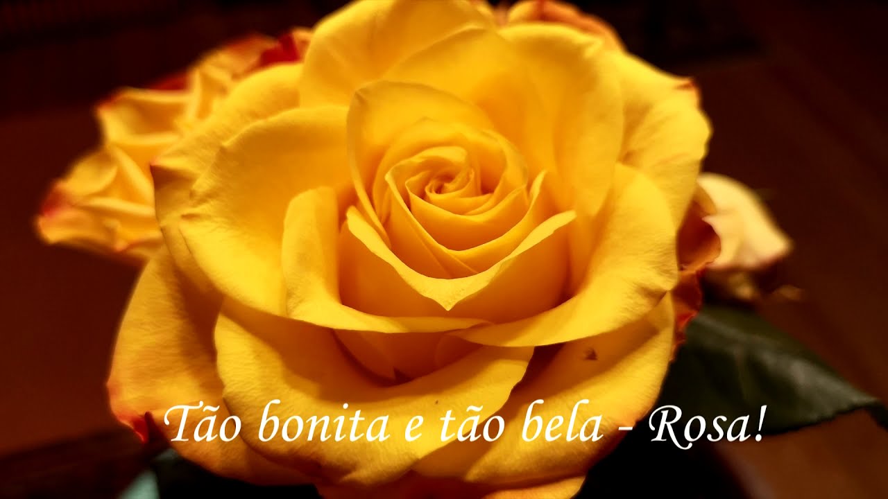 Rosa amarela