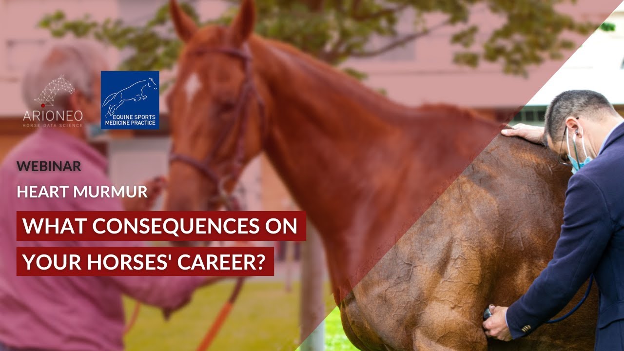 What are the consequences of heart murmurs in horses? - Arioneo Webinar