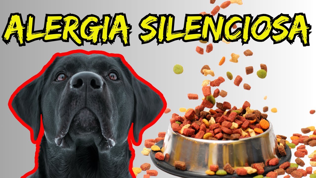 Alergia Alimentar Oculta: O que se esconde na comida do seu cão