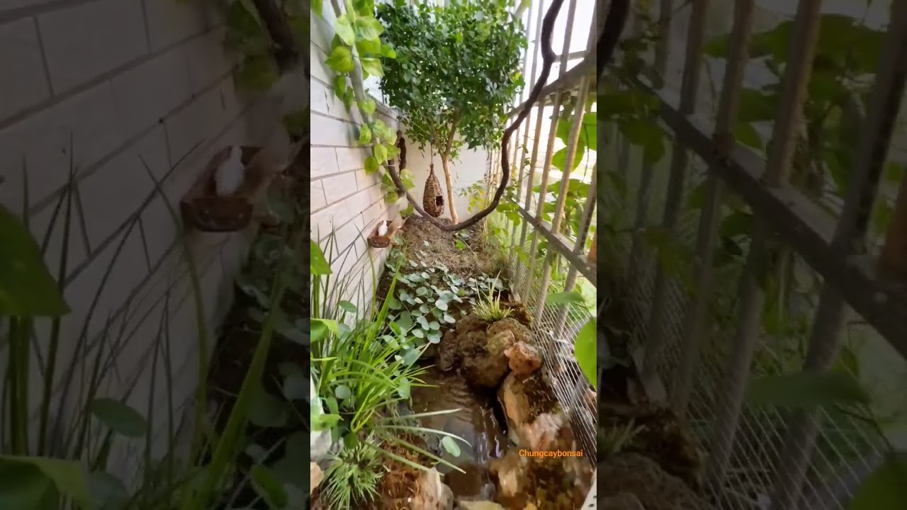avi nu&ocirc;i chim cho kh&ocirc;ng gian hẹp