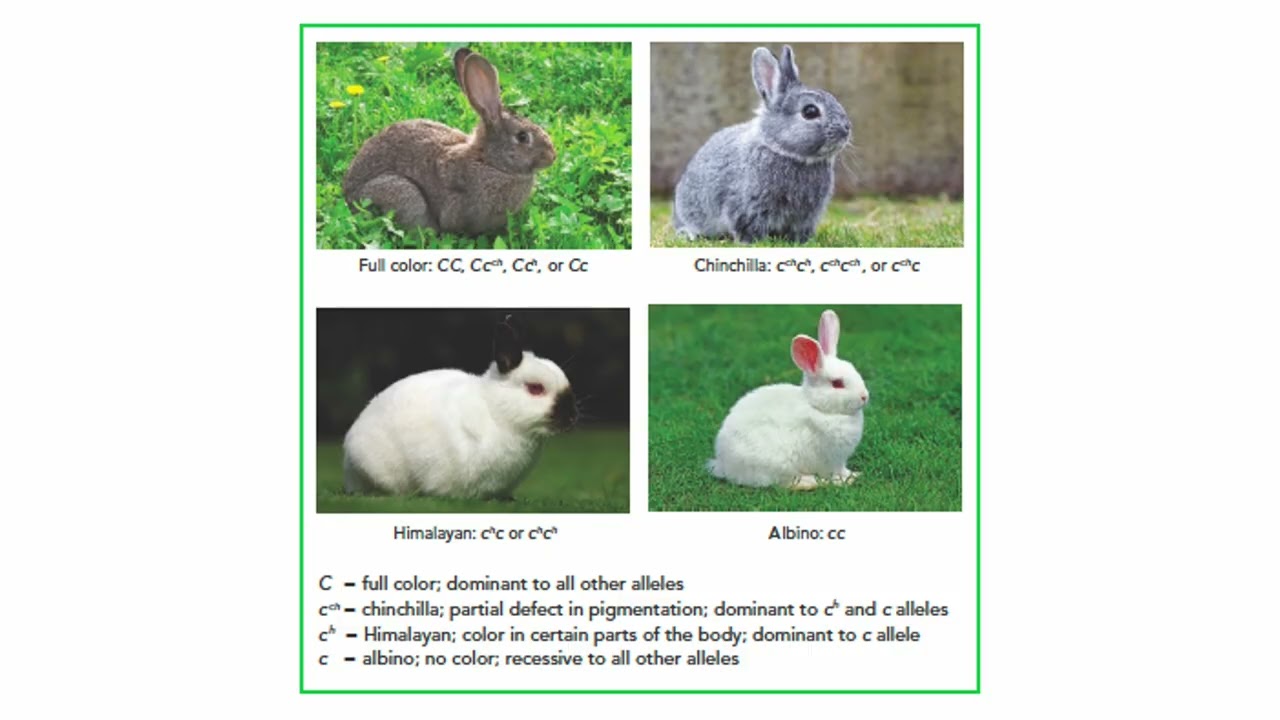 Other Patterns of Inheritance
