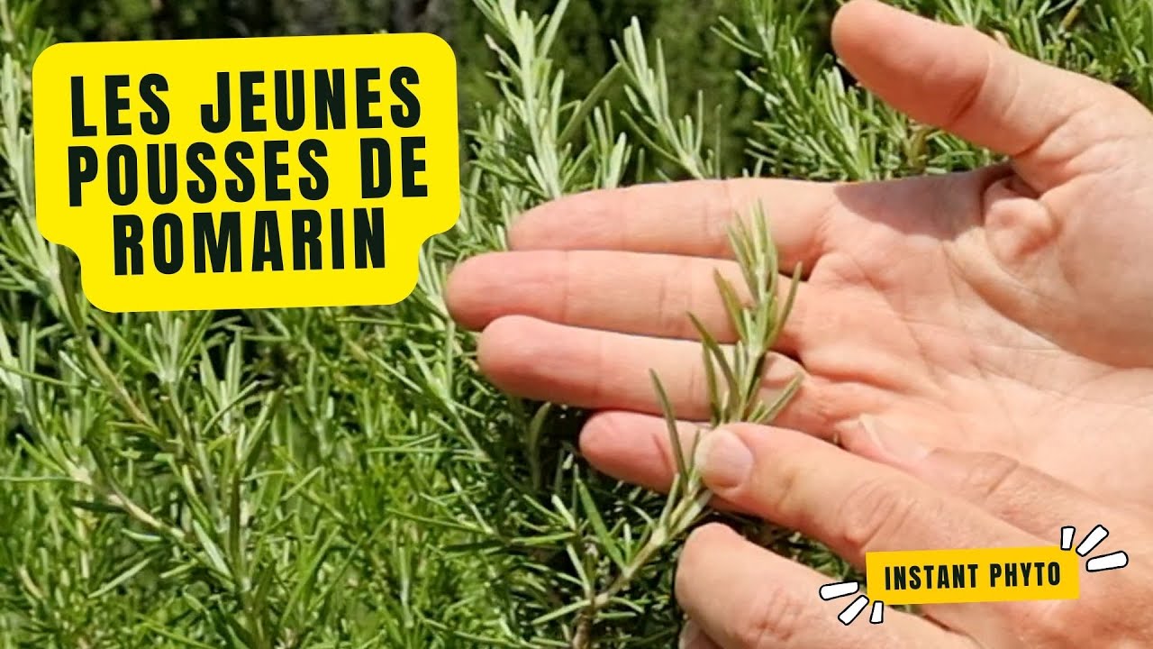 Récolte des Jeunes Pousses de Romarin : Trésor de la Gemmothérapie et de l'Herboristerie