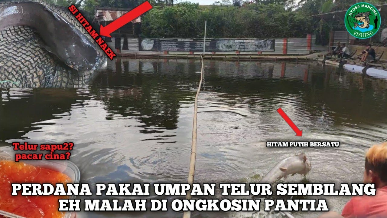 RECOMENDED❗UMPAN YANG BELUM BANYAK ORANG TAU❗ TELUR SUMBILANG NGACIR❗GT LELE KABAYAN FISHING❗
