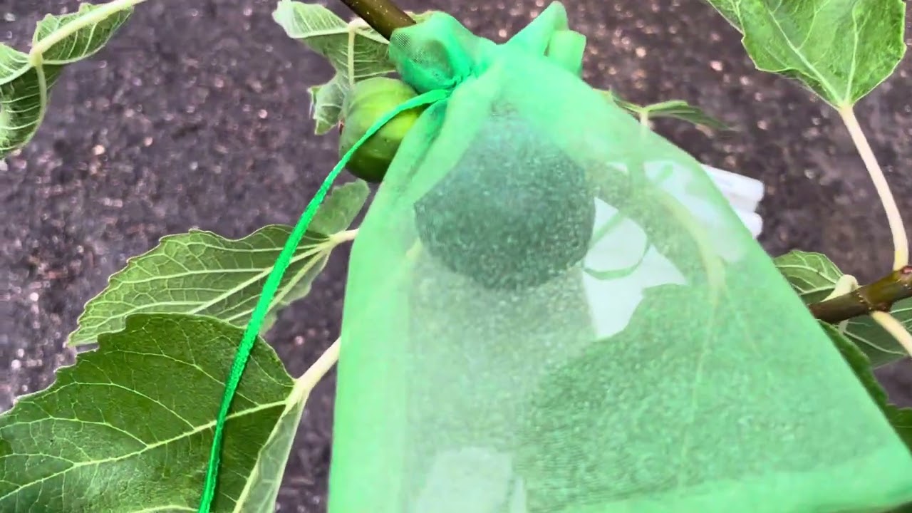 The many benefits of organza bags when growing figs
