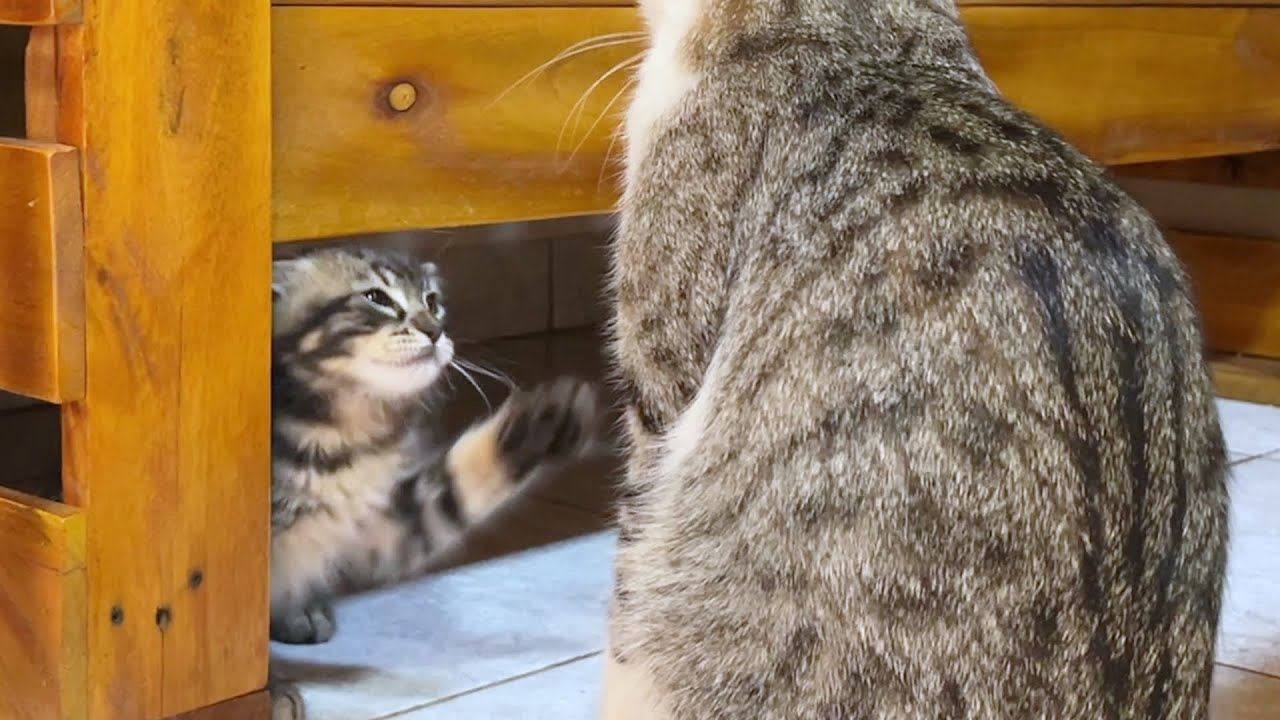 Конец котенка, который много раз ударил старшего кота и спрятался...