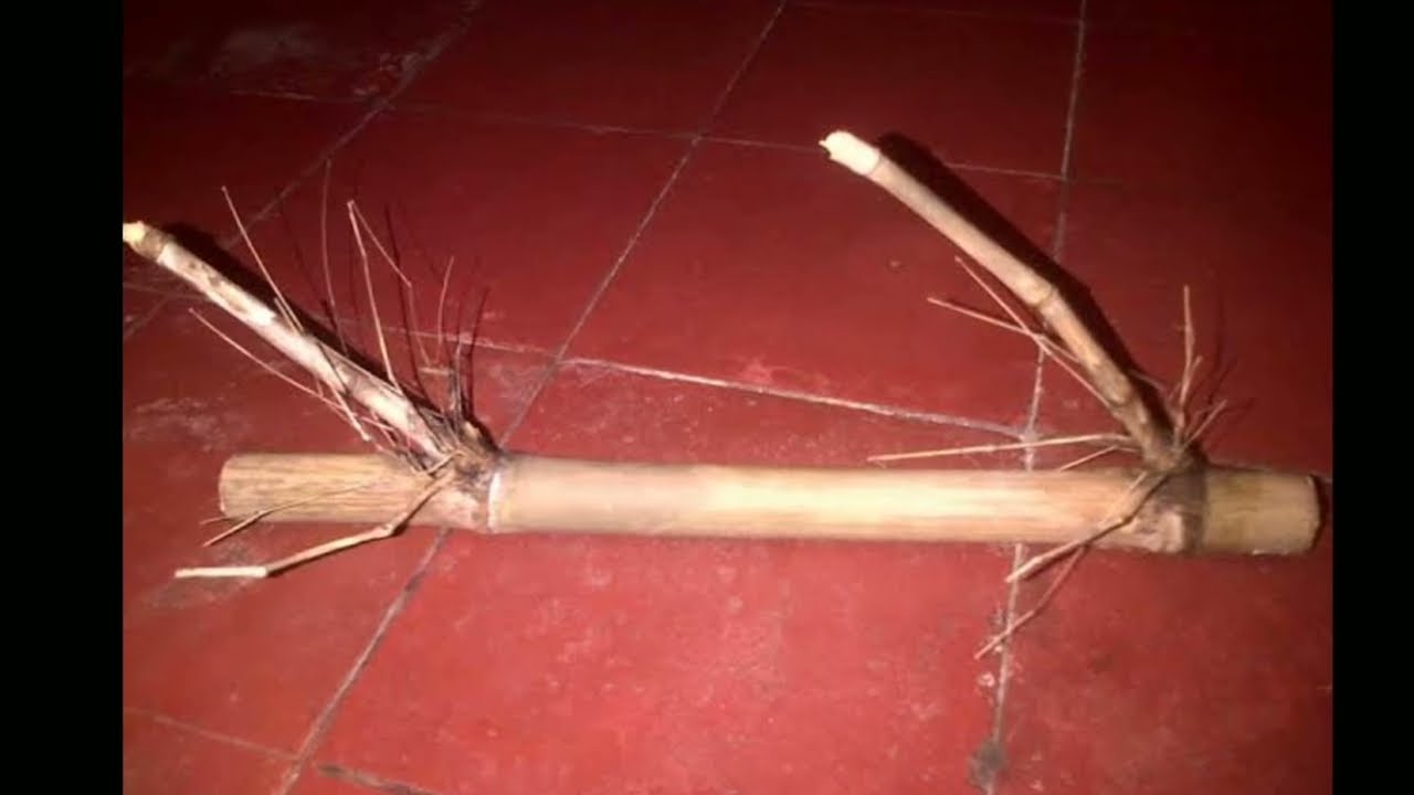 26 macam bambu unik..terkomplit berbagai jenis bambu unik,ដើមឫស្សីភូគីទិញនិងលក់ដើមឫស្សីដើ