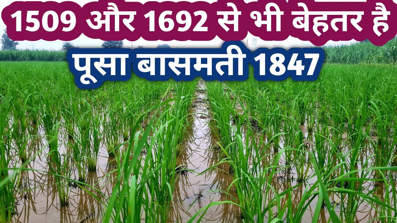 1509 और 1692 से भी शानदार है धान की नई किस्म पूसा बासमती 1847 Pusa Basmati 1847