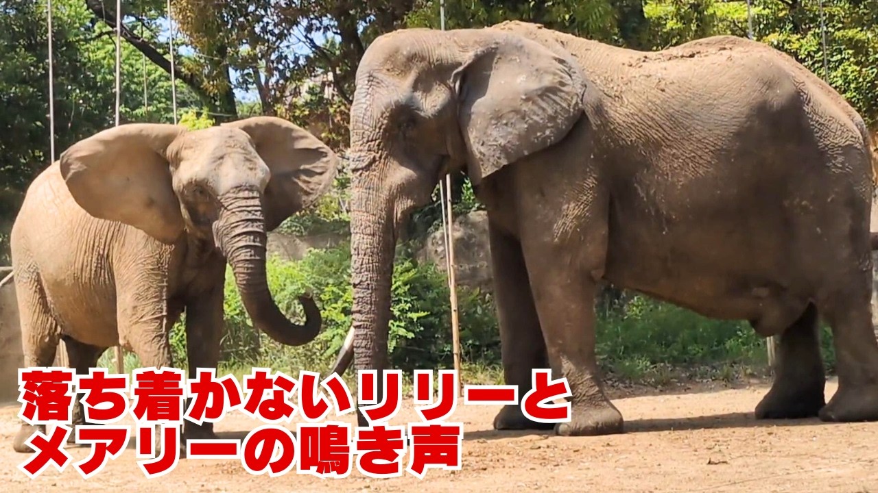 【アフリカゾウ 八木山動物公園】メアリーの鳴き声が凄い！午後３時のゾウたちの帰宅シーンに注目！ベンとリリーの乾草争奪戦が帰ってきた！