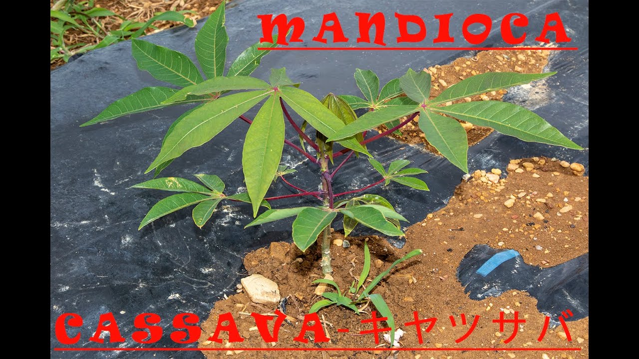 #キャッサバ #Cassava #Mandioca #Tutorial 1