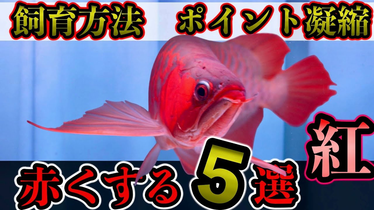アロワナ飼育凝縮『紅龍』本気で赤くする５選　飼育テクニック　飼育方法キーポイントを大まとめ！！『アジアアロワナ』レッドアロワナ