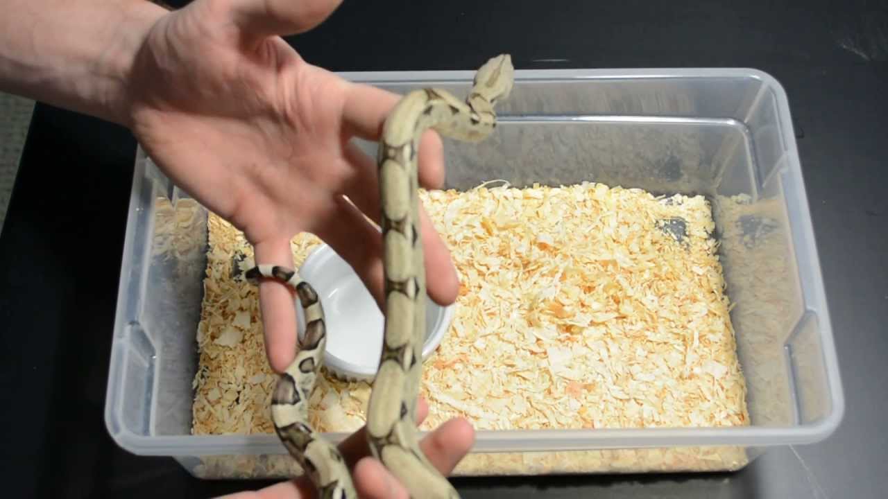 Picking Up Your Baby Boa