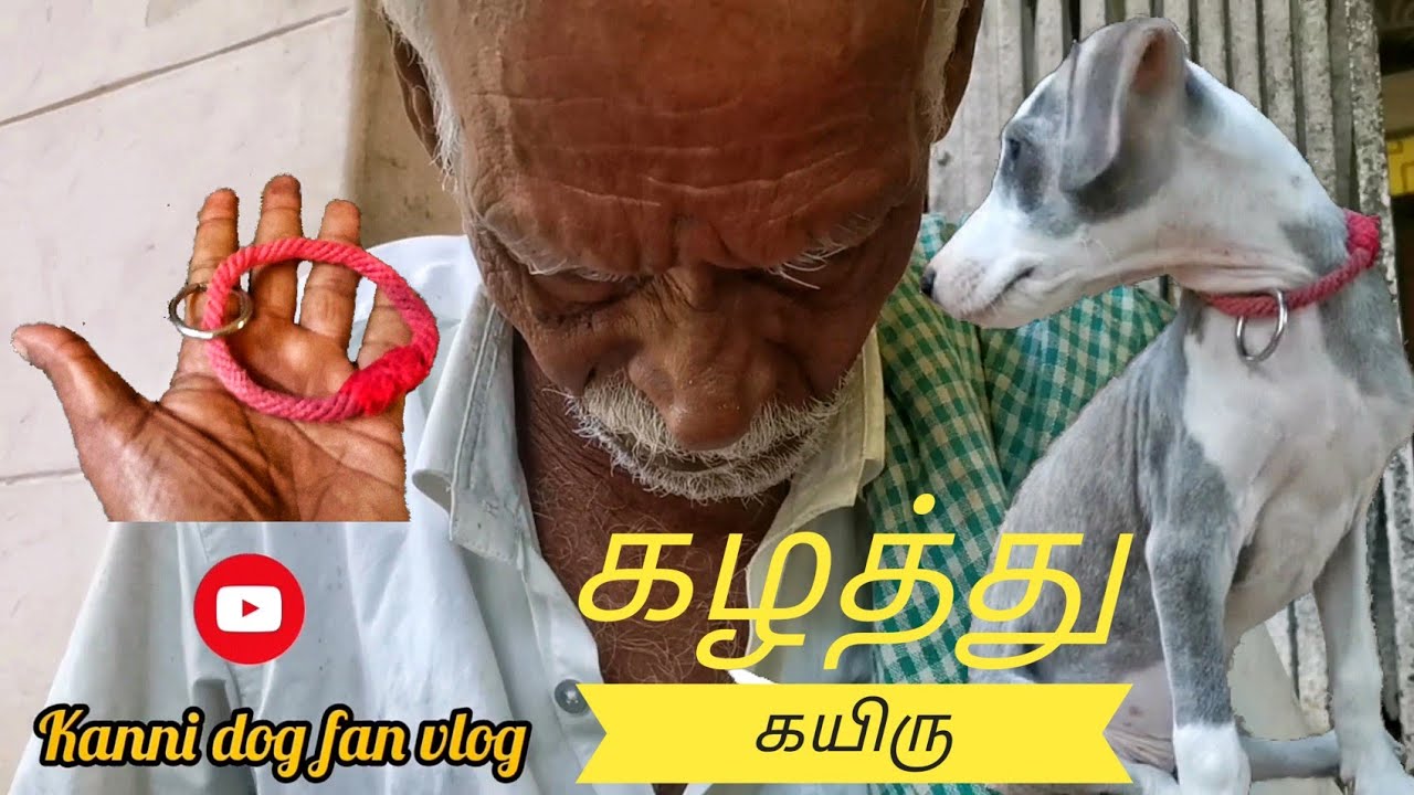 பாரம்பரிய நாய்களுக்கும், நாட்டு மாட்டுகளுக்கும்கழத்து கயிரு பின்னுவது எப்படி|Kanni dog  rope makingI