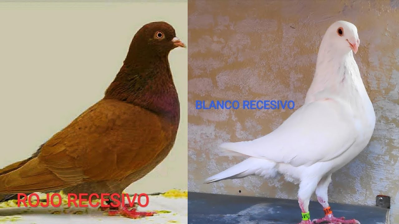 GENES Rojo y Blanco recesivos