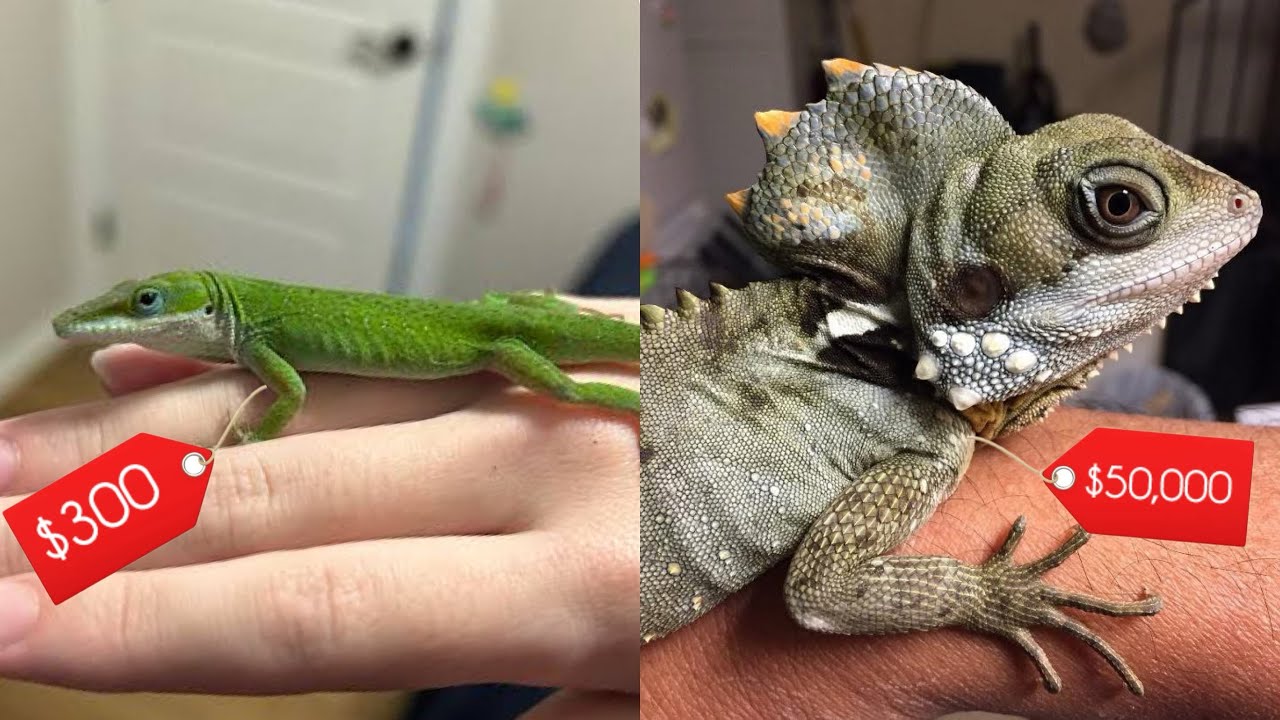 Precio de los reptiles en Mx 🇲🇽 del mas barato al más caro 