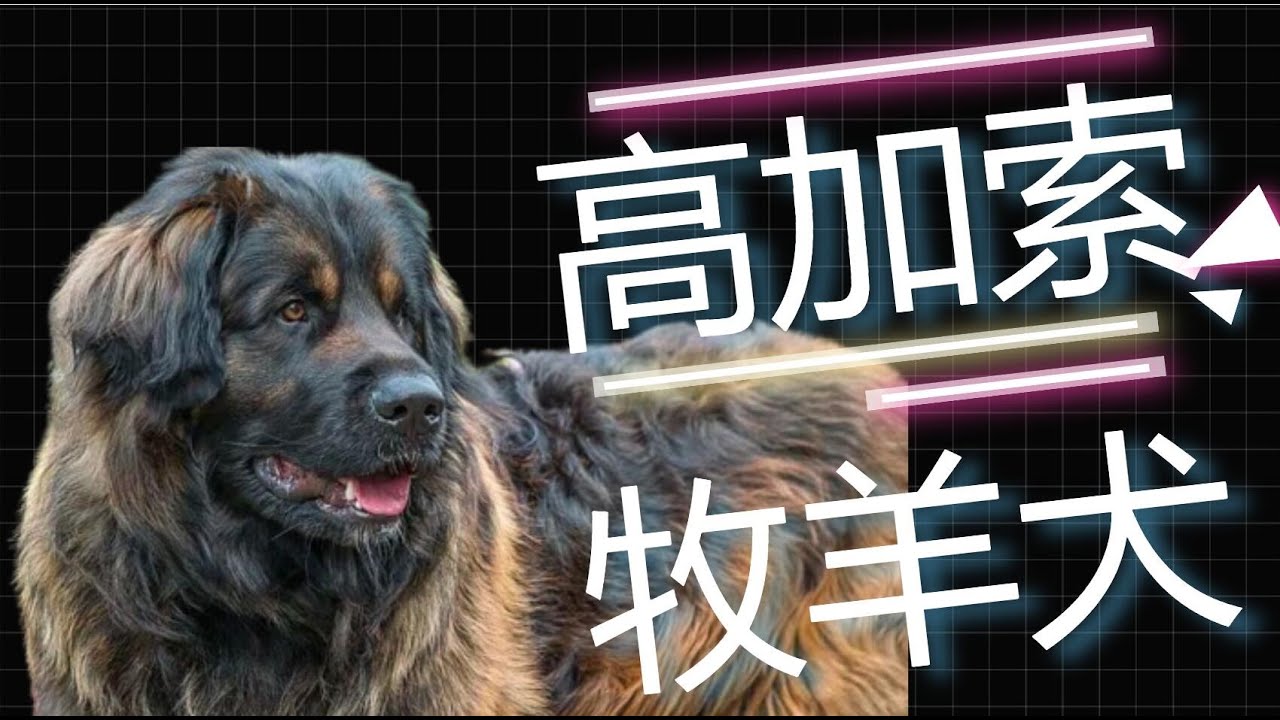 守護家園的勇士——高加索牧羊犬！